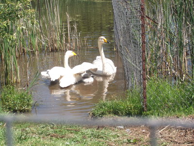whooper swans 2013 002.jpg