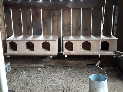 New nesting boxes in barn enclosure.