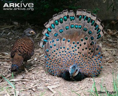 male-bornean-peacock-pheasant-displaying-to-female.jpg