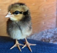 Chick.jpg