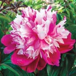 daydream peony one in garden.jpg