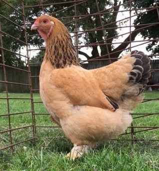 Buff Brahma Pullet (2).JPG