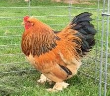 Buff Brahma Cockeral (2).JPG