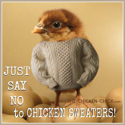 Say NO to Chicken Sweaters.jpg