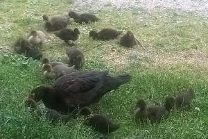 Edited_ImageEasyImageEditor_20160629_50.jpg