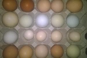 Edited_ImageEasyImageEditor_20160604_17.jpg