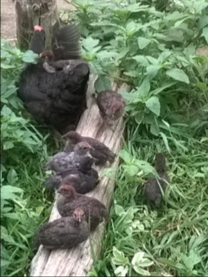 Chilling out from foraging
