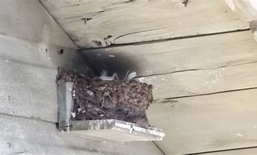 Nesting platform