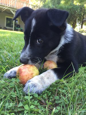 Please mom don’t give my apples to the cows.jpeg