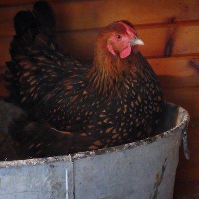 Bucket O'Chicken.JPG