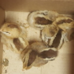 welsummer chicks.jpg