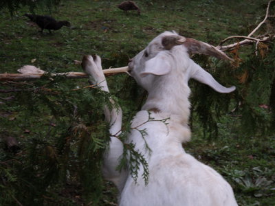 hedge clippers.JPG