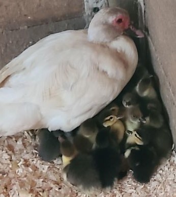 ducklings1.jpg