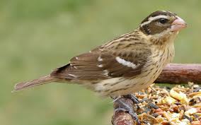 female grosbeak.jpg