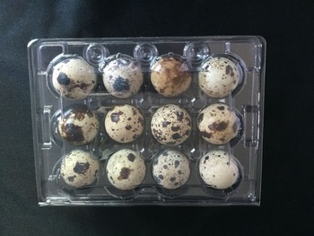 Quail-Egg-Carton-12-Eggs.jpg_350x350.jpg