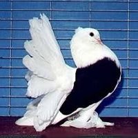 image.jpeg
