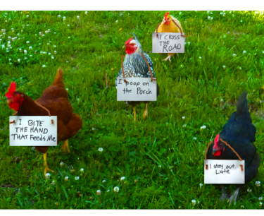 500x1000px-LL-2a3915c6_4chickensshamed-375x306.png