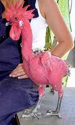 featherless rooster.jpg