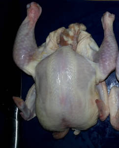 chicken.jpg