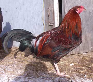 One cockerel like this