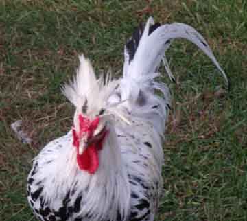 Apenzeller Spitzhauben cockerel