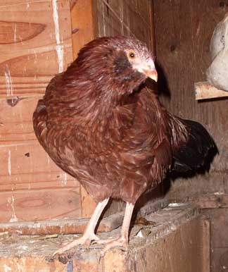 Another pic of the dark pullets