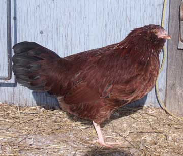 Two pullets are like this