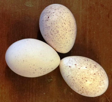 turkey eggs.jpg