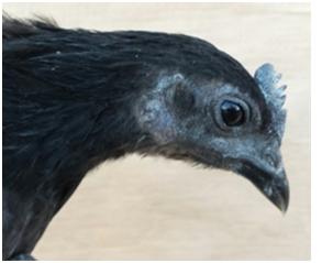 Ayam 1.jpg