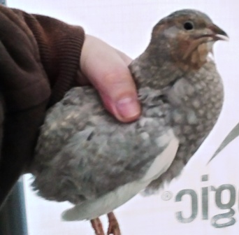 Silver Quail.jpg