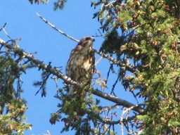 Hawk.jpg