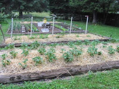 Garden mulch.jpg