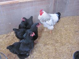 Breeding pen #2 , 3 (1).jpg