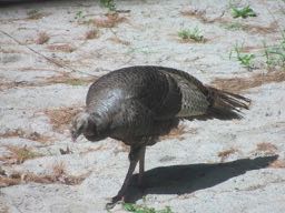 Turkey hen.jpg