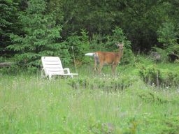Deer & lawn chair.jpg