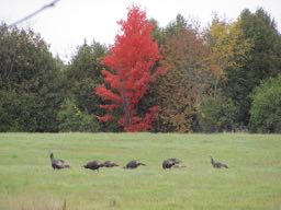 Thanksgiving 2019 wild turkeys across the road.jpg
