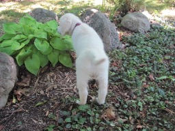 Hosta salad, yey...jpg