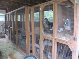 Brooder used for cocks.jpg