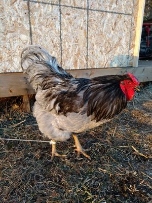 Tom's blue wyandotte.jpg