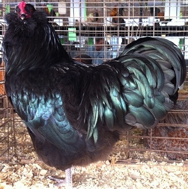 Am Black rooster from ABC.jpg