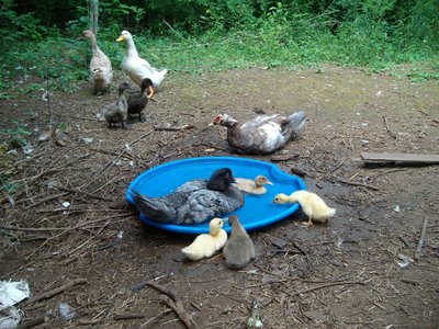Muscovies only, no other ducks allowed on out puddle!.jpg