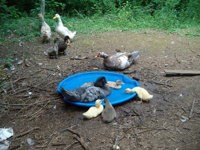 Muscovies only, no other ducks allowed on out puddle!.jpg