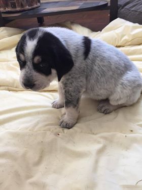 new puppy.jpg