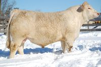 zeal yearling.jpg