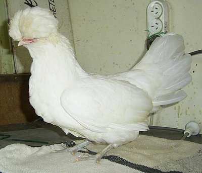 White polish bantam Pullet.jpg