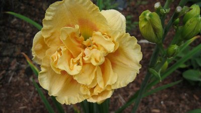IMG_2365 (1024x575).jpg