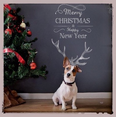 Jack Russel Christmas.jpg