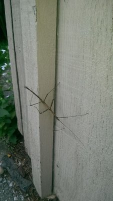 Walking Stick.jpg