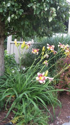 IMG_2357 (575x1024).jpg