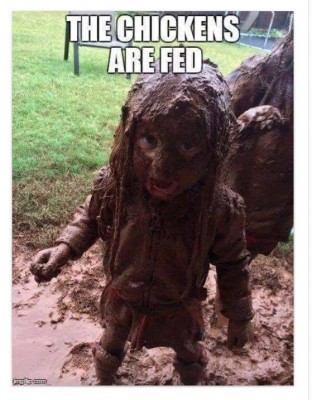 Chickens are fed!.jpg